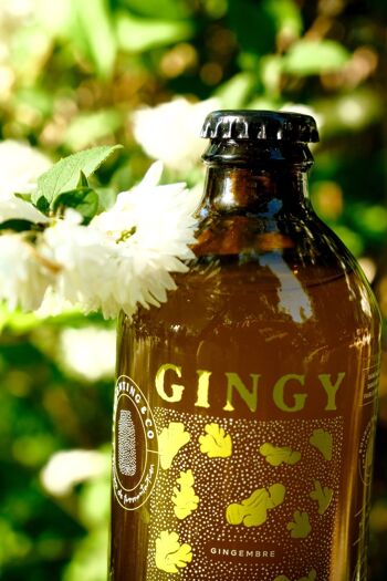 Gingy - Ginger Beer artisanale 2