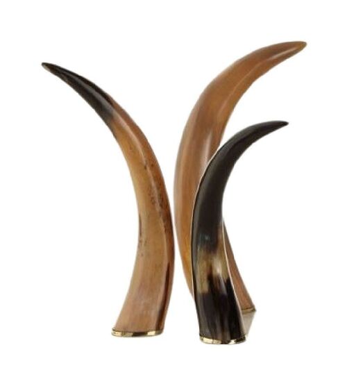 Natural Horn Sculpture