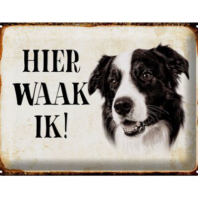 Cartel de chapa con texto en inglés "Dutch Here Waak ik Border Collie" 40x30 cm