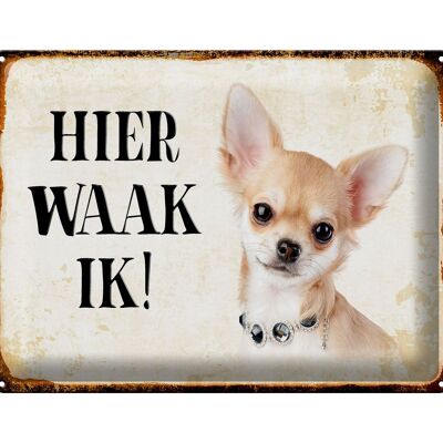 Blechschild Spruch 40x30 cm holländisch Hier Waak ik Chihuahua mit Kette Schild