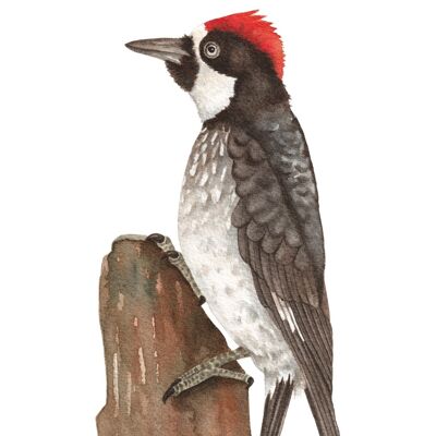 Carte postale - Carte vierge avec pic - Carte avec oiseau