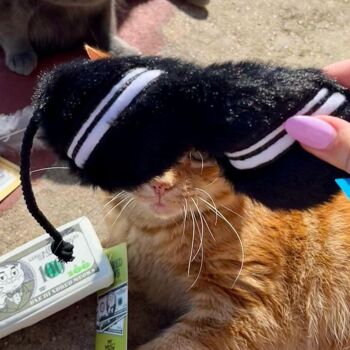 Jouet interactif en peluche pour chat MyMeow Cat-Ban 6