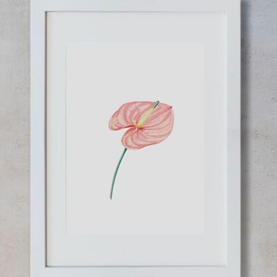 Botanisches Aquarell A3 - Anthurium