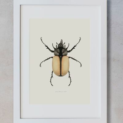 Botanisches Aquarell A3 - Käfer