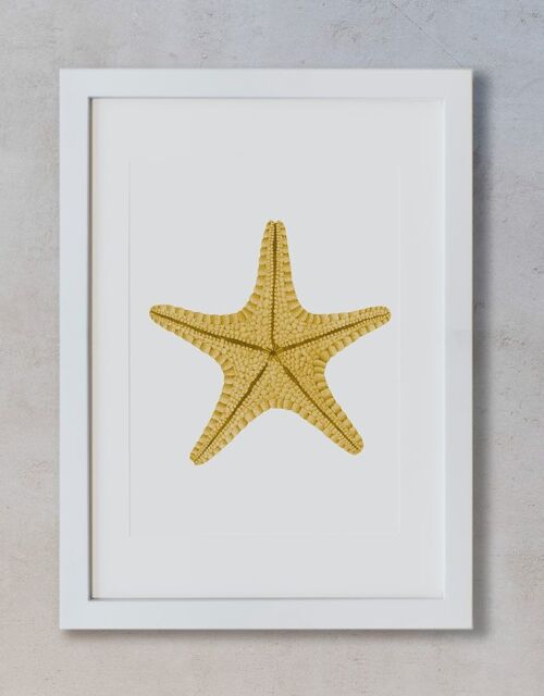 Acuarela Botánica A3 - Estrella de mar amarilla