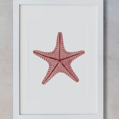 Acquerello botanico A3 - Stella marina rossa
