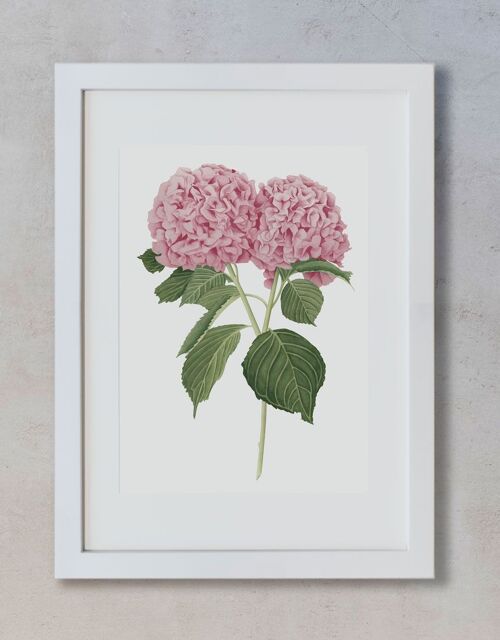 Acuarela Botánica A3 - Hortensias Rosas