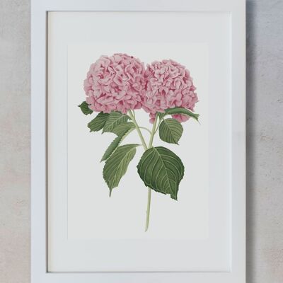 Botanisches Aquarell A3 - Rosa Hortensien