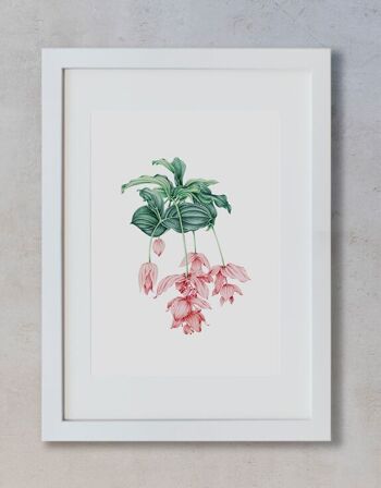 Aquarelle Botanique A3 - Medinilla