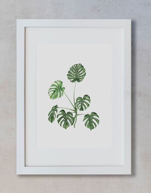 Acuarela Botánica A3 - Monstera