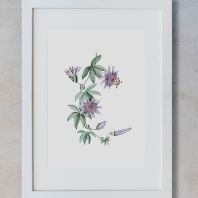 Botanisches Aquarell A3 - Passionsblume