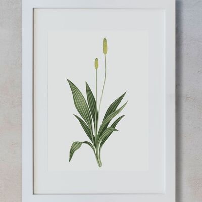 Botanisches Aquarell A4 - Plantago