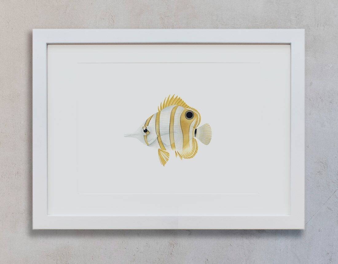 Aquarelle Botanique A3 - Poisson Papillon