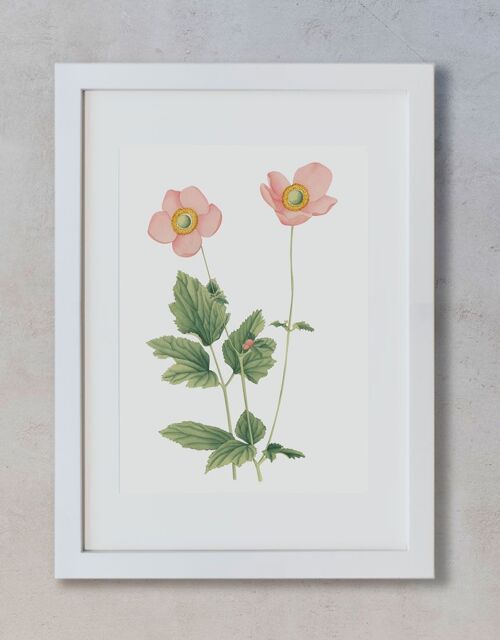 Acuarela Botánica A4 - Amapolas