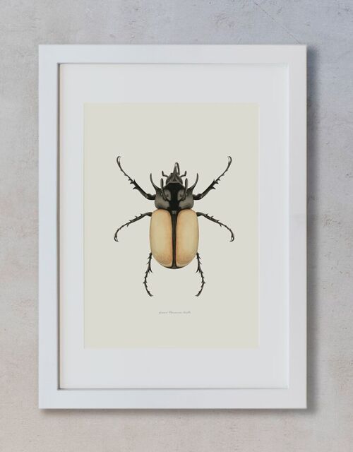 Acuarela Botánica A4 - Escarabajo