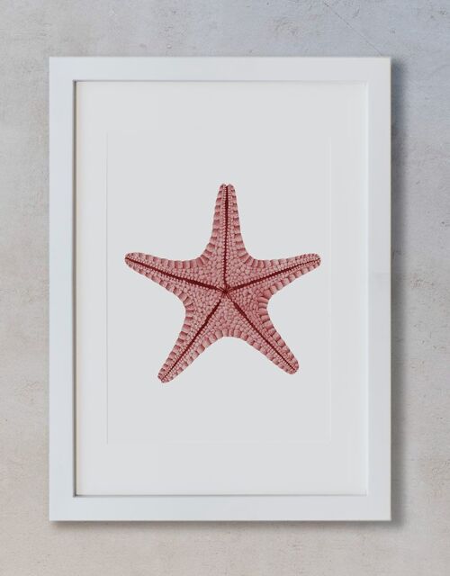 Acuarela Botánica A4 - Estrella de mar Roja
