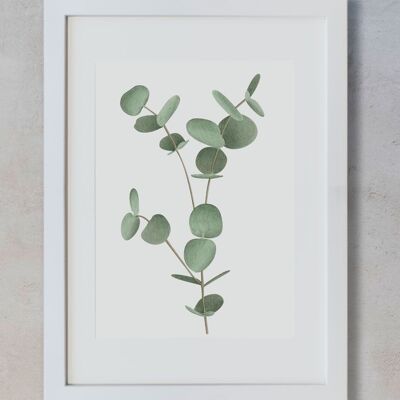 Botanisches Aquarell A4 – Eukalyptus