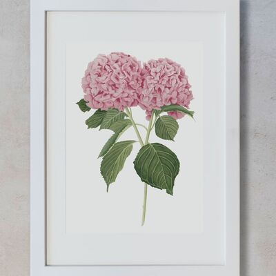 Aquarelle Botanique A4 - Hortensias Roses