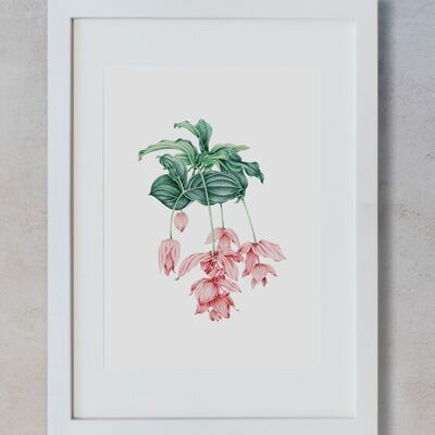 Botanisches Aquarell A4 – Medinilla