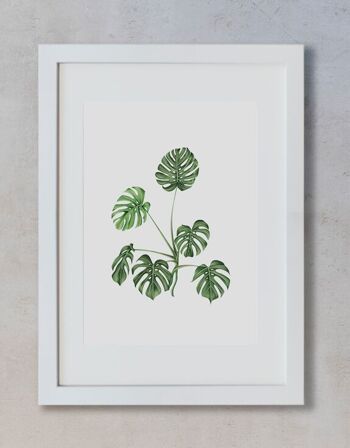 Aquarelle Botanique A4 - Monstera