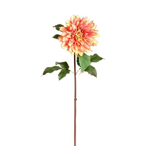 Tige de Dahlia Monica