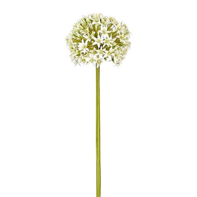 Tallo Allium Everest