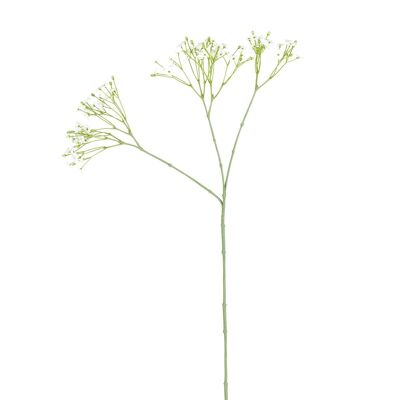 Tallo de Gypsophila