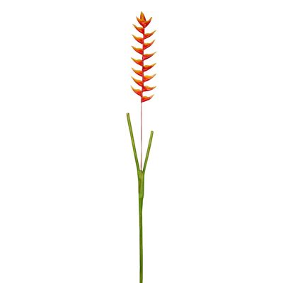 Tallo de Heliconia Rostrata