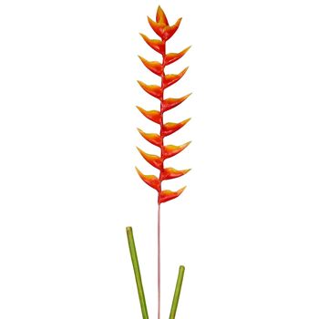 Tige d'Heliconia Rostrata 4