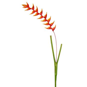 Tige d'Heliconia Rostrata 5