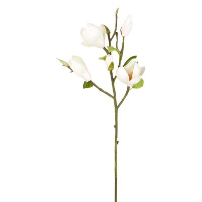Tallo de magnolia en yemas