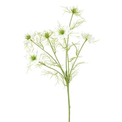 Nigella Rod