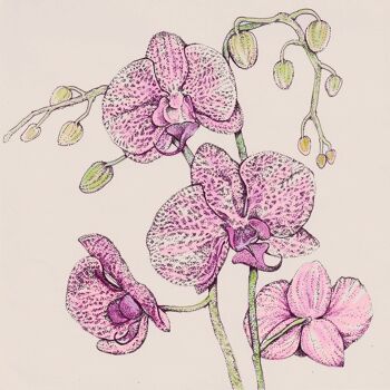 ORCHIDÉE Carte de vœux 2