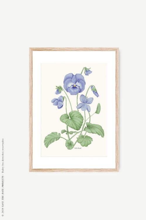 Acuarela Botánica flor Violeta