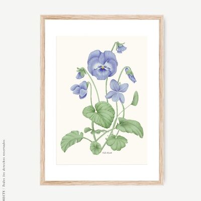 Acuarela Botánica flor Violeta
