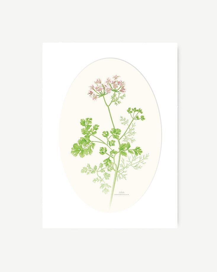 Foglio decorativo CILANTRO