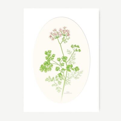 Foglio decorativo CILANTRO