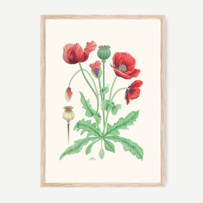 Botanisches POPPY-Dekorblatt