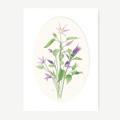 Stampa artistica dell'acquerello botanico Clematis