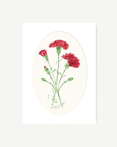 Lámina Decorativa CLAVEL ROJO