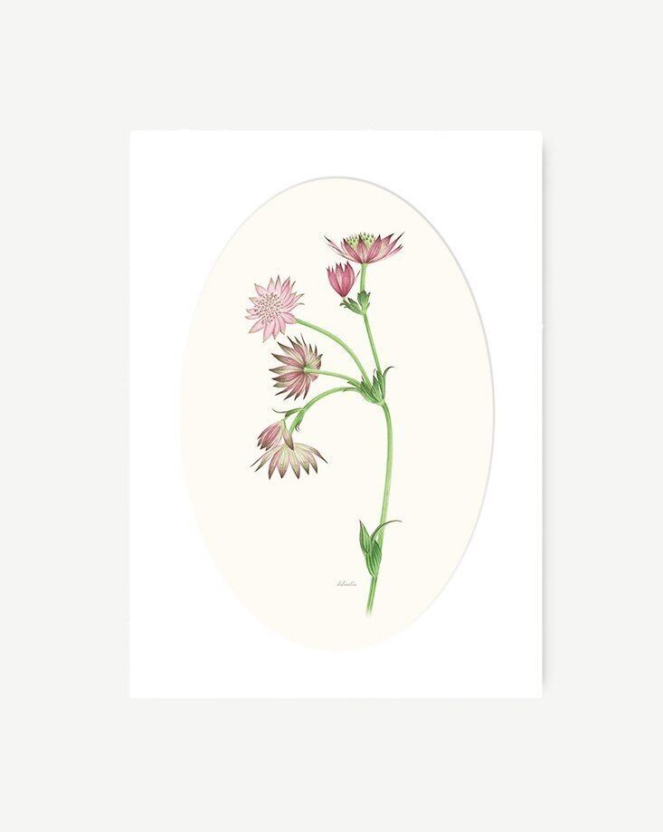 Lámina decoración Astrantia