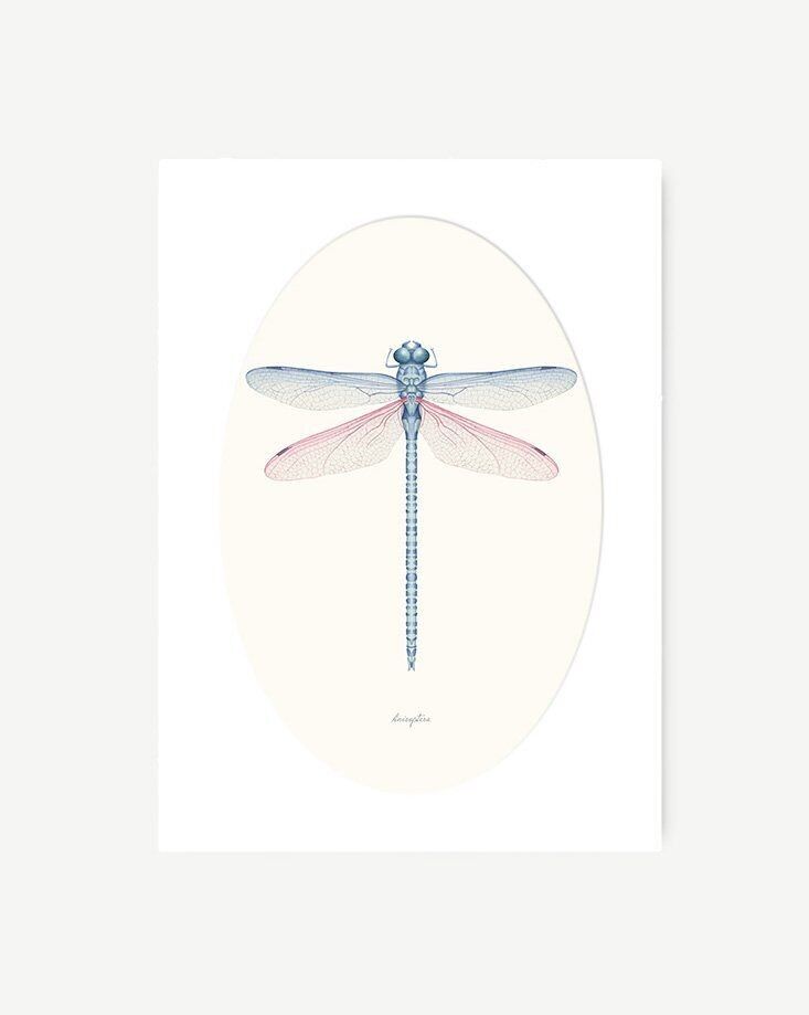 Stampa botanica della libellula