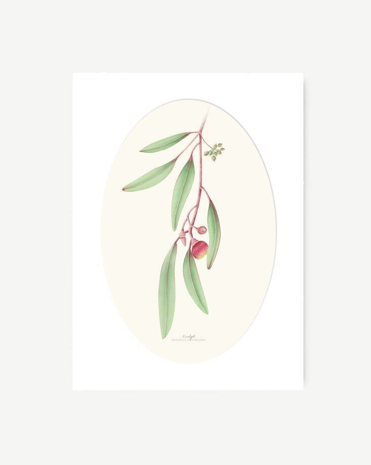 Foglio decorativo EUCALIPTO