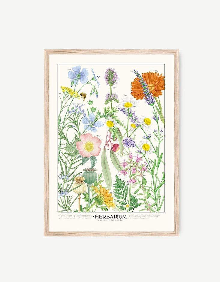 Foglio decorativo Piante medicinali