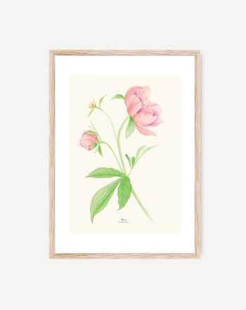 Feuille décorative PIVOINES 3