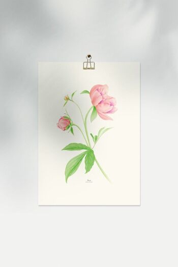 Feuille décorative PIVOINES 7