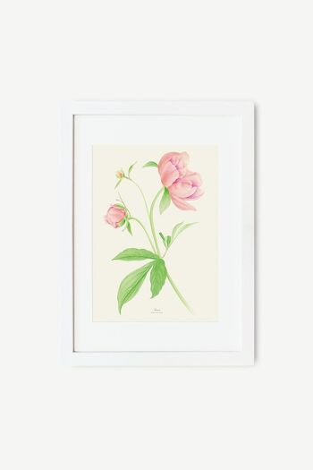 Feuille décorative PIVOINES 9