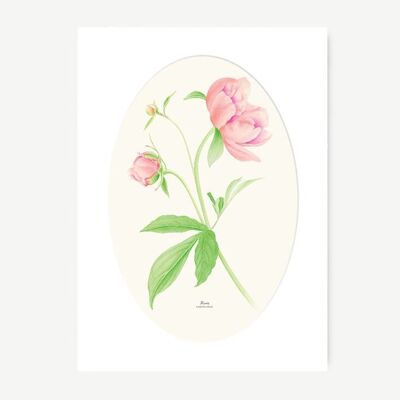 Foglio decorativo PEONIE