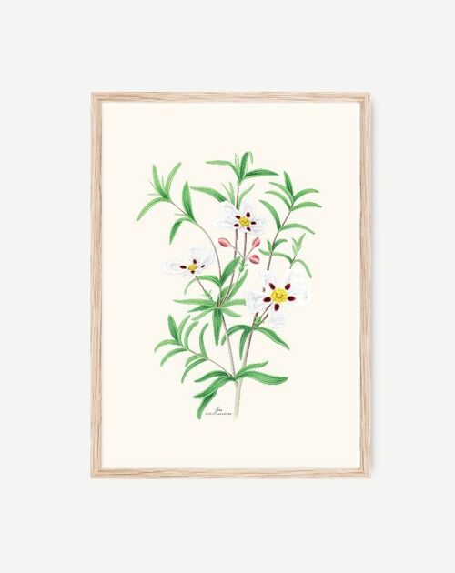 Lámina Decorativa JARA