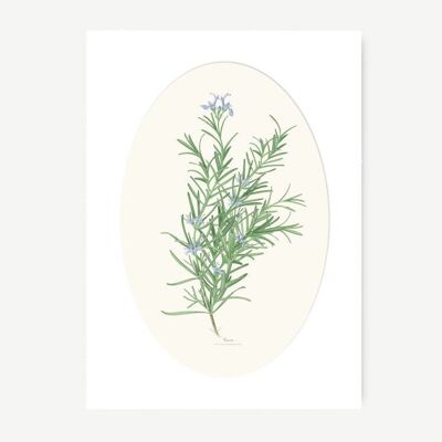 ROSEMARY-Dekorblatt